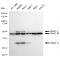 KD-Validated BAG1 Rabbit mAb (20 μl)