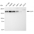 KD-Validated CLIP1 Rabbit mAb (20 μl)