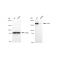 KD-Validated CLIP1 Rabbit mAb (20 μl)