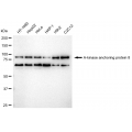KD-Validated AKAP8 Rabbit mAb (20 μl)