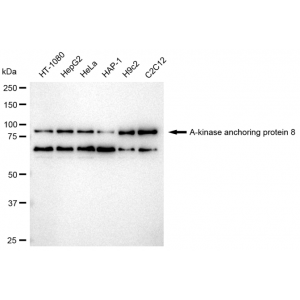 KD-Validated AKAP8 Rabbit mAb (20 μl)