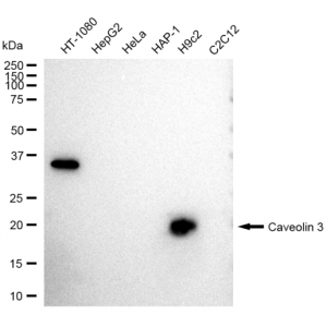 KD-Validated CAV3 Rabbit mAb (20 μl)