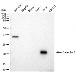 KD-Validated CAV3 Rabbit mAb (20 μl)