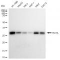 KD-Validated BCL2L1 Rabbit mAb (20 μl)