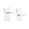 KD-Validated BCL2L1 Rabbit mAb (20 μl)