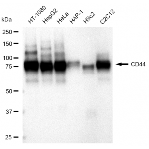 KD-Validated CD44 Rabbit mAb (20 μl)