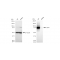 KD-Validated CD44 Rabbit mAb (20 μl)
