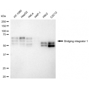 KD-Validated BIN1 Rabbit mAb (20 μl)