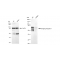 KD-Validated BIN1 Rabbit mAb (20 μl)