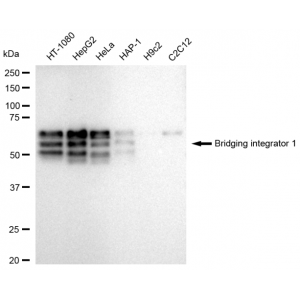 KD-Validated BIN1 Rabbit mAb (20 μl)