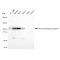 KD-Validated AHR Rabbit mAb (20 μl)
