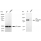 KD-Validated AHR Rabbit mAb (20 μl)