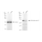 KD-Validated CDC16 Rabbit mAb (20 μl)