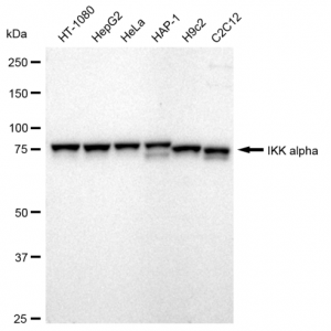 KD-Validated IKK α Rabbit mAb (20 μl)