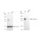 KD-Validated CTNNA1 Rabbit mAb (20 μl)