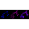 KD-Validated ATG9A Rabbit mAb (20 μl)