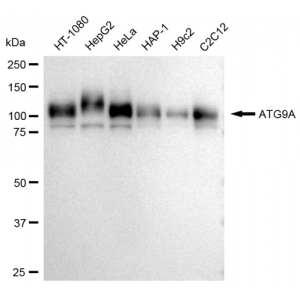 KD-Validated ATG9A Rabbit mAb (20 μl)