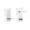 KD-Validated CD13 Rabbit mAb (20 μl)