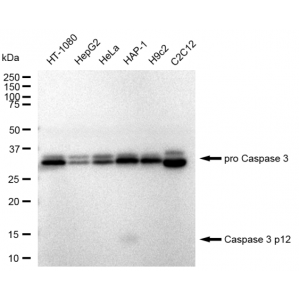 KD-Validated CASP3 Rabbit mAb (20 μl)
