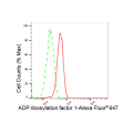 KD-Validated ARF1 Rabbit mAb (20 μl)