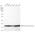 KD-Validated ARF1 Rabbit mAb (20 μl)