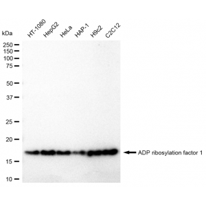 KD-Validated ARF1 Rabbit mAb (20 μl)