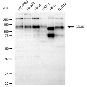 KD-Validated CD36 Rabbit mAb (20 μl)