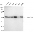 KD-Validated CCNA2 Rabbit mAb (20 μl)