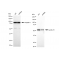 KD-Validated CCNA2 Rabbit mAb (20 μl)