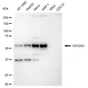 KD-Validated CDC25C Rabbit mAb (20 μl)