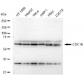 KD-Validated CDC16 Rabbit mAb (20 μl)