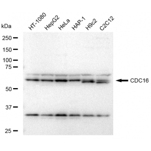 KD-Validated CDC16 Rabbit mAb (20 μl)