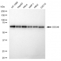 KD-Validated CDC40 Rabbit mAb (20 μl)