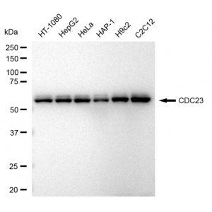 KD-Validated CDC23 Rabbit mAb (20 μl)