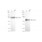 KD-Validated CDC23 Rabbit mAb (20 μl)