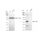 KD-Validated CD99 Rabbit mAb (20 μl)