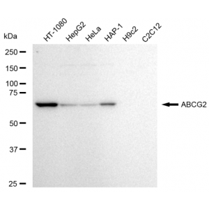 KD-Validated ABCG2 Rabbit mAb (20 μl)