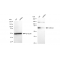 KD-Validated ABCG2 Rabbit mAb (20 μl)