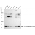 KD-Validated ARF6 Rabbit mAb (20 μl)