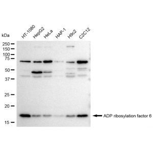 KD-Validated ARF6 Rabbit mAb (20 μl)