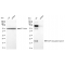 KD-Validated ARF6 Rabbit mAb (20 μl)