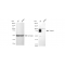 KD-Validated CAPN1 Rabbit mAb (20 μl)