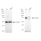 KD-Validated CAPN2 Rabbit mAb (20 μl)