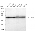 KD-Validated DDX5 Rabbit mAb (20 μl)