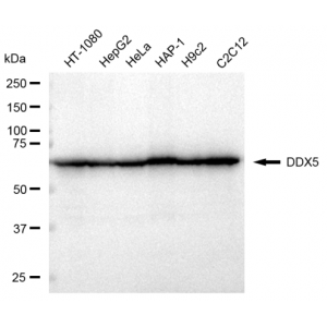 KD-Validated DDX5 Rabbit mAb (20 μl)