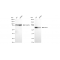 KD-Validated DDX5 Rabbit mAb (20 μl)