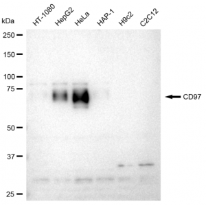 KD-Validated CD97 Rabbit mAb (20 μl)