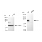 KD-Validated CD97 Rabbit mAb (20 μl)