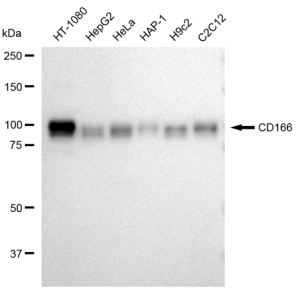 KD-Validated CD166 Rabbit mAb (20 μl)