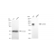KD-Validated CD166 Rabbit mAb (20 μl)